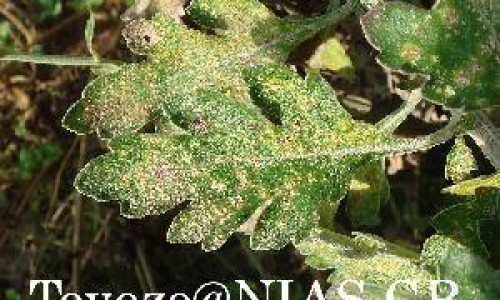 长春颗粒网长春颗粒知识网站,分享长春颗粒是正规药吗大全